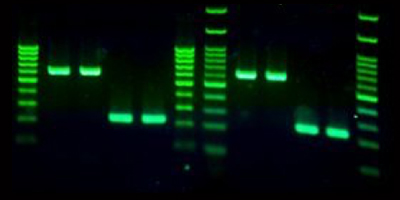Green DNA Stain
