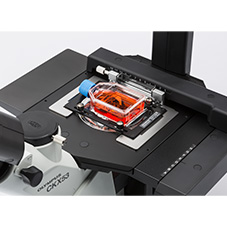 Olympus CKX53 inverted microscope